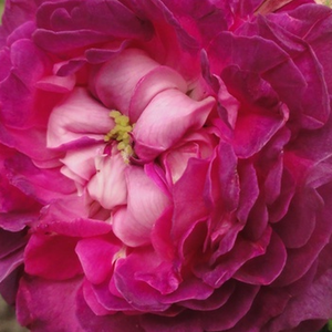 Rosen Gärtnerei - Rosa Belle de Crécy - lila - gallica rosen - stark duftend - Roeser - Intensiv duftende Rose Gallica mit vollgefüllter und regelmäßiger Blütenform.